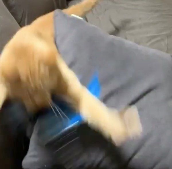 猫じゃらしで遊ぶ猫