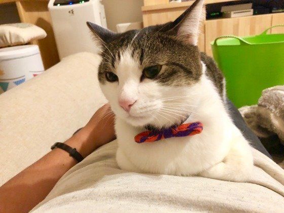 くつろぐ猫