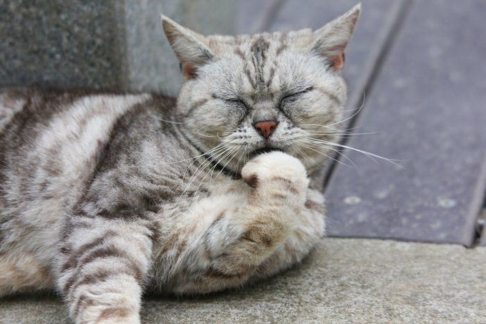 考える。ふり?