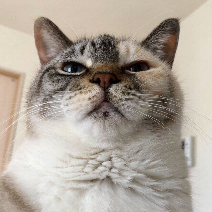 福々しい見た目のすずちゃん