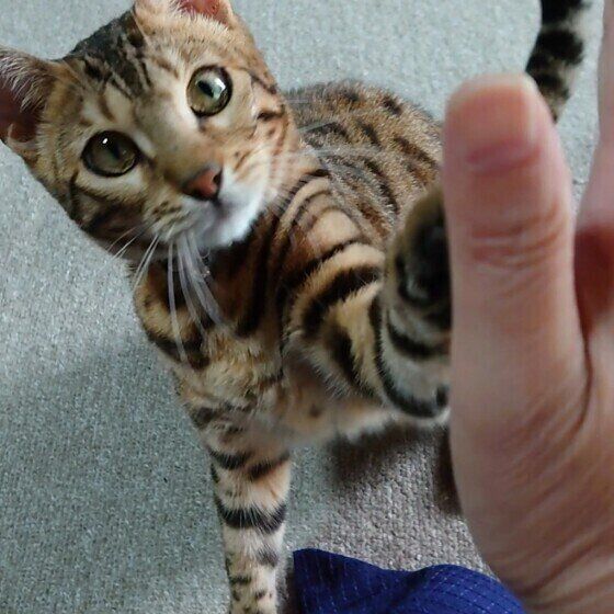 ハイタッチするベンガル