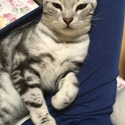 残念なイケメン猫 揺るぎなきセツstyleに関する記事一覧 ねこのきもちweb Magazine