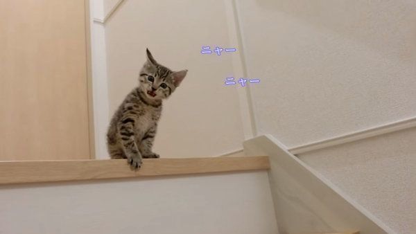 階段を下りようとする子猫