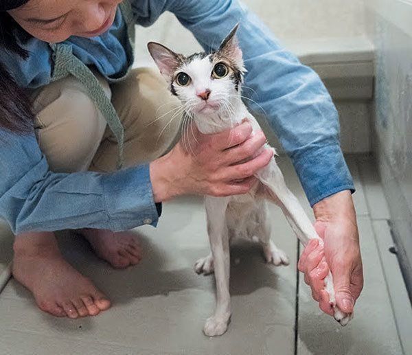 シャンプーされる猫