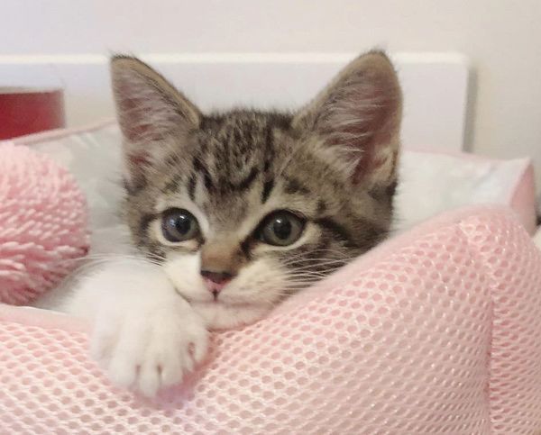リラックスする子猫