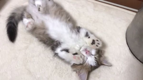 熟睡する猫