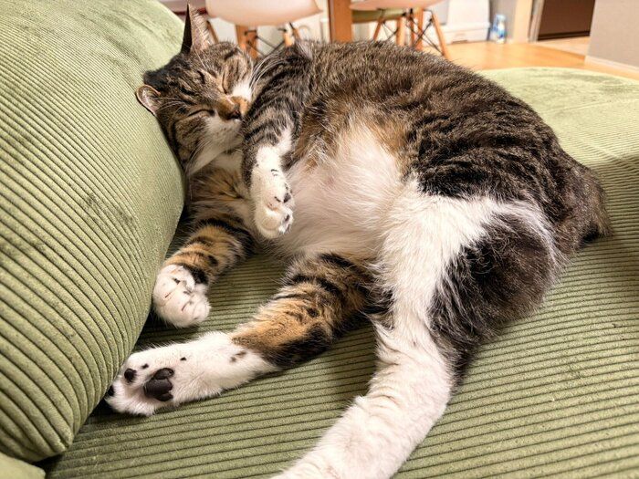 おなかを出して眠る金時くん