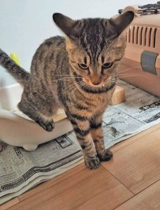 オシッコをする猫