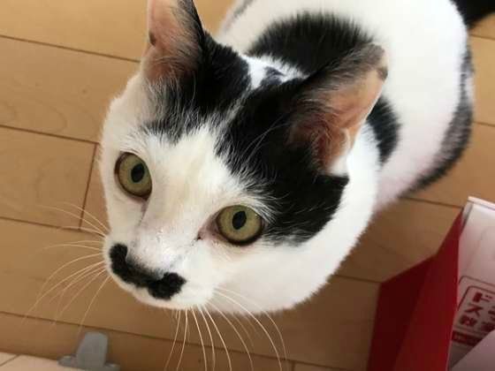 猫のヒゲ美ちゃん