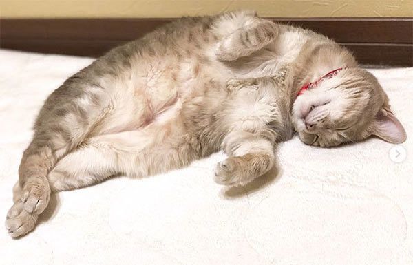 眠る猫