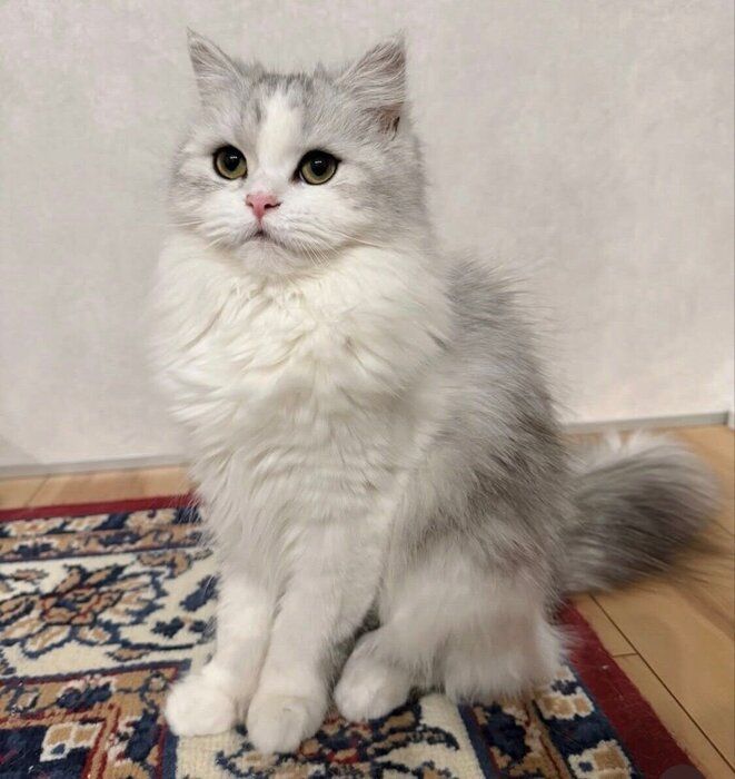 生後9カ月を迎えた当日のぴふちゃん。