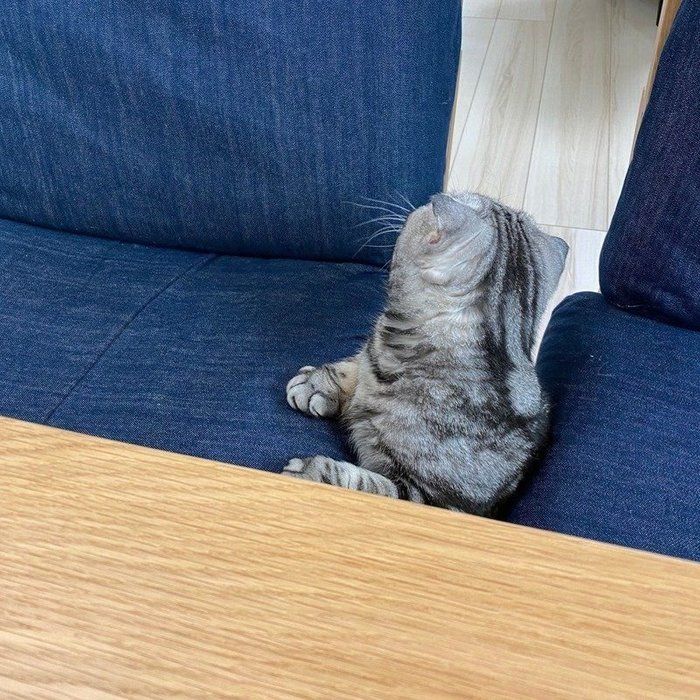 @tacos_cat