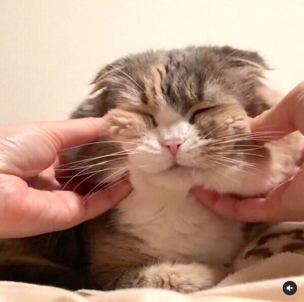顔をマッサージしてもらうココちゃん