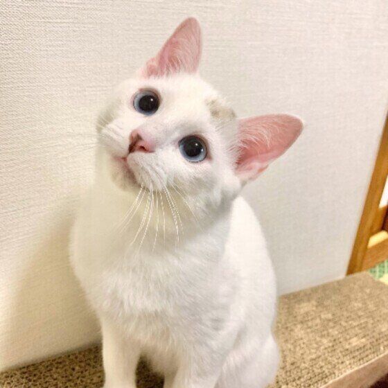 見つめる猫