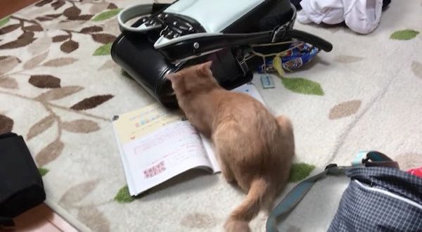 やり返す猫