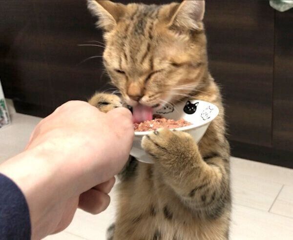 感謝しながら猫缶を食べるみにらくん