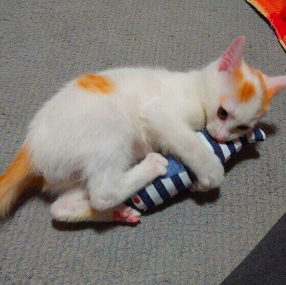 日本ネコのルルくん