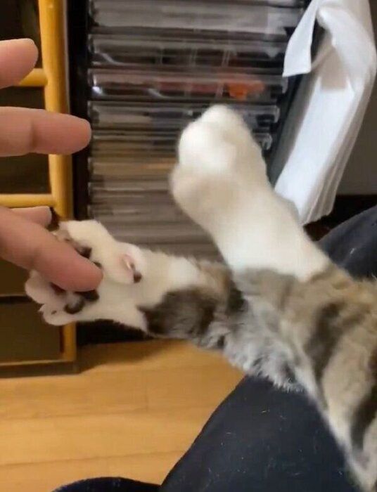 プロの対応を見せるねこじろうちゃん