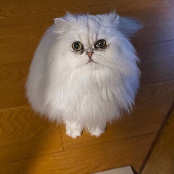 ペルシャのあいちゃん