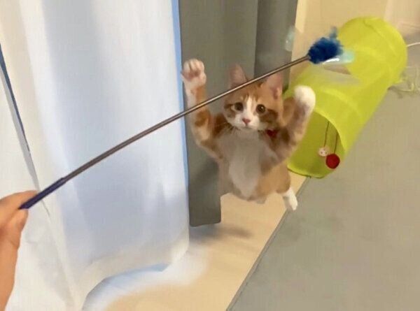 猫じゃらしで遊ぶいなりくん