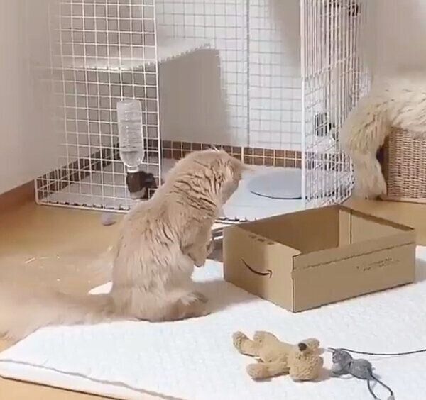 ダンボールを覗き込むにこちゃん