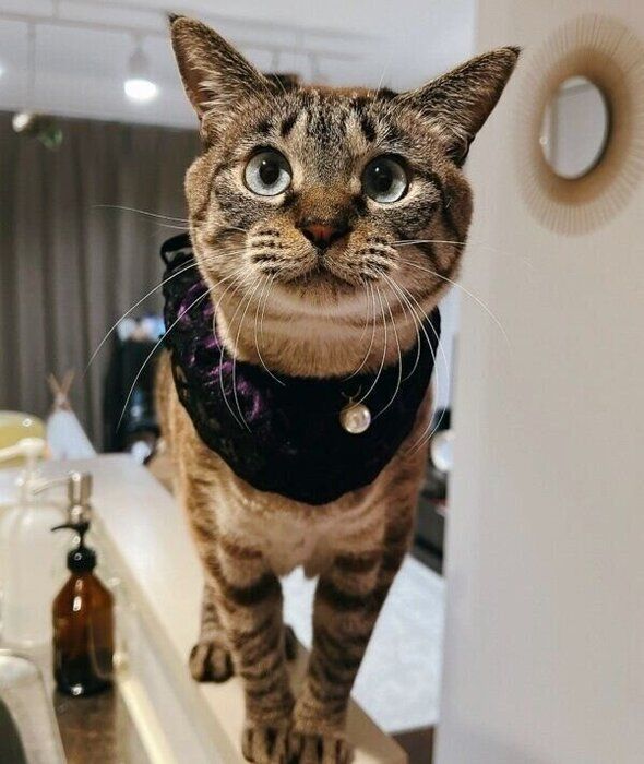 縞模様がくっきり見えるモネさん