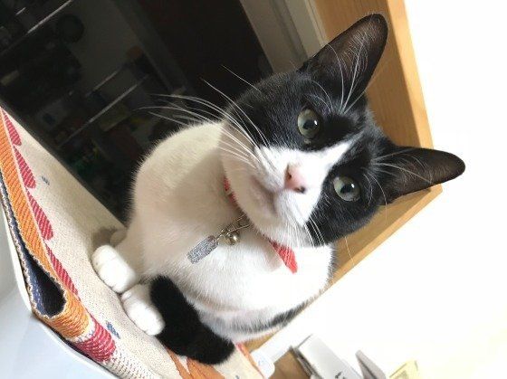 くつろぐ猫