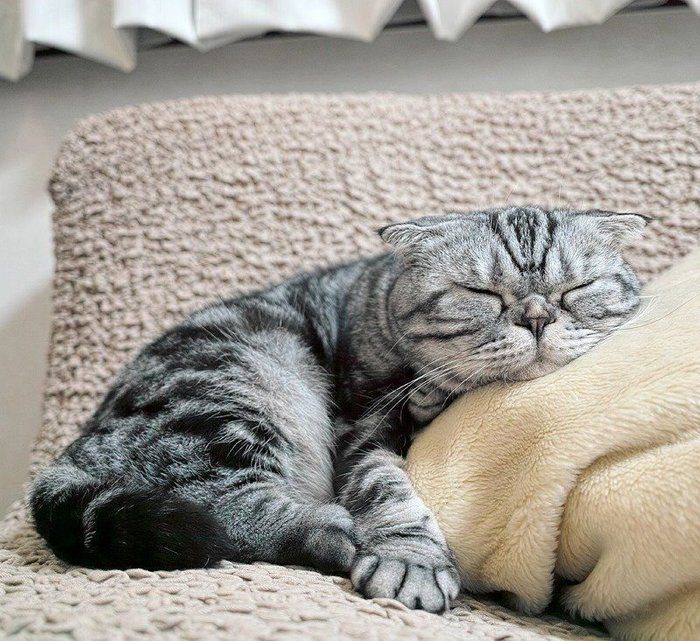 @tacos_cat
