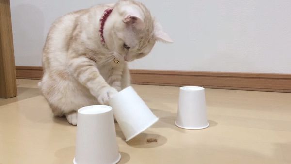 おやつどこ?