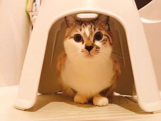 風呂椅子の下に入り込む猫