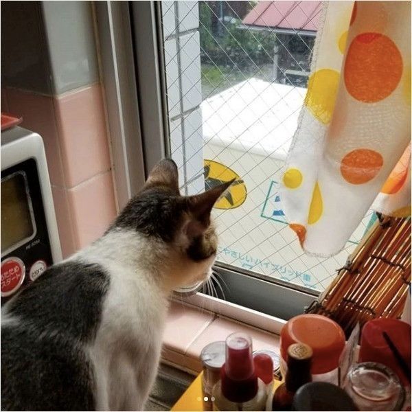 ニャルソック