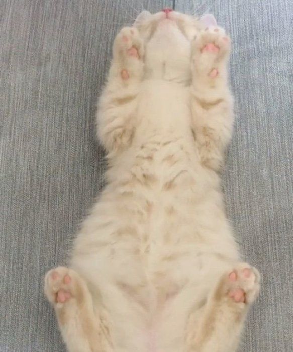 飼い主さんと遊ぶむぎくん