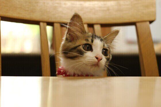 椅子に座る猫