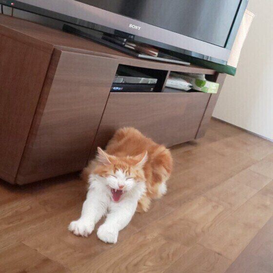 マンチカンのチャチャ丸 ちゃん、伸びとあくび