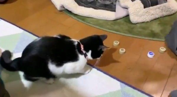 ペットボトルのキャップを見つめるはかせちゃん