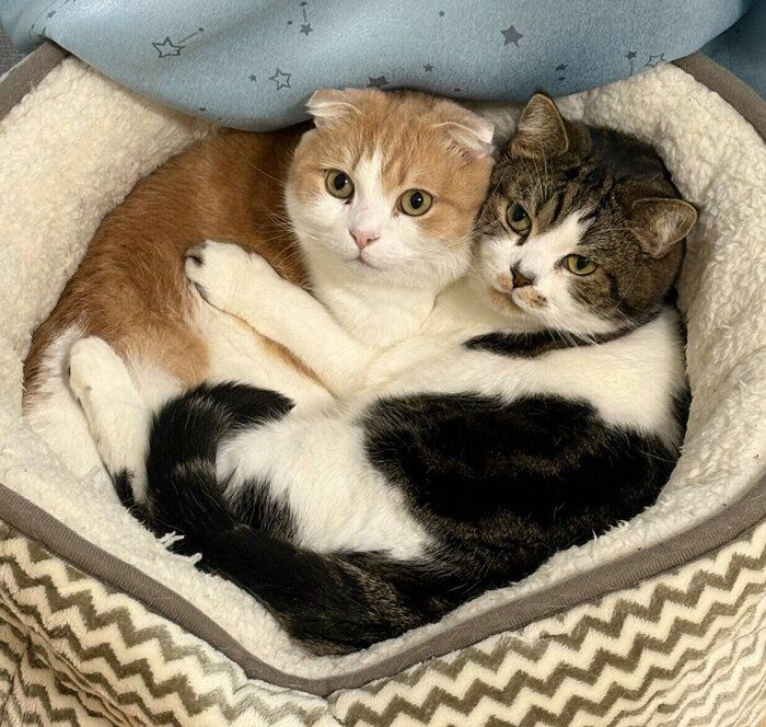 くっつくとろくん、おにくくん