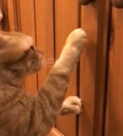 しゃかしゃかする猫