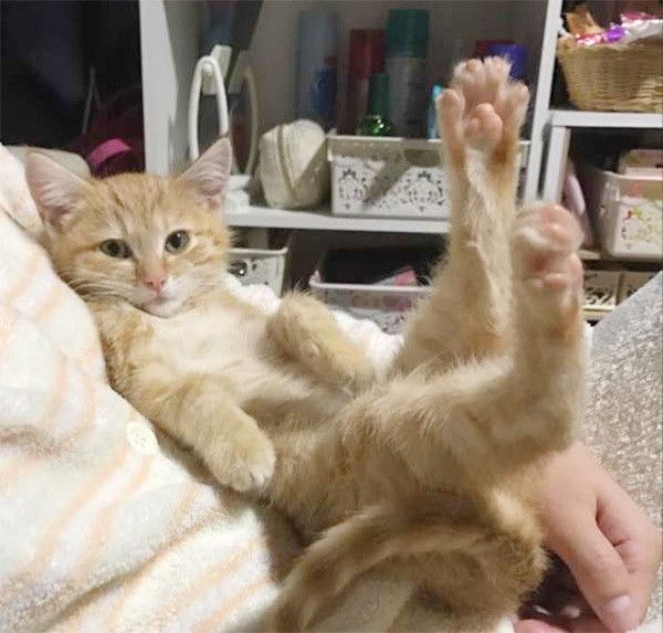 抱っこされる猫