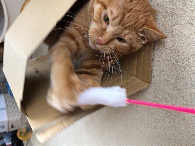 撮影/ねこのきもち読者