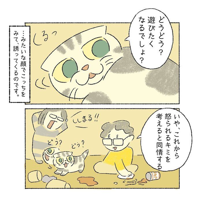 @tacos_cat