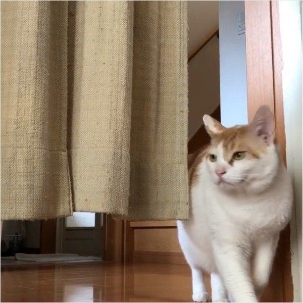 泥棒ニャンコ
