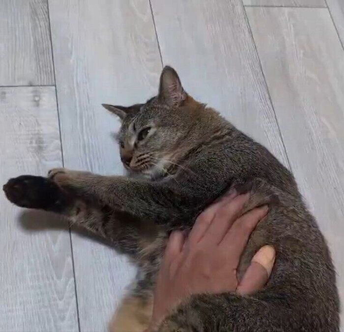 飼い主に撫でられる2才の猫