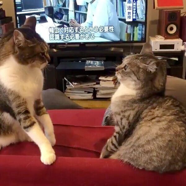 ケンカをするサバ身ちゃんとトラ身ちゃん