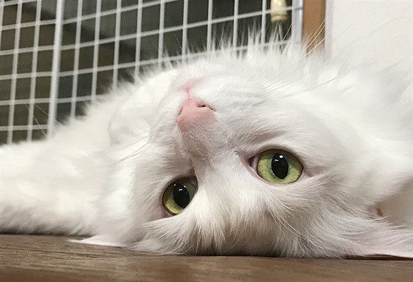 見つめる猫