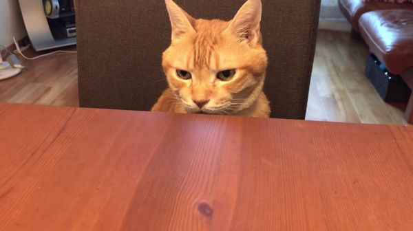 イスに座る猫