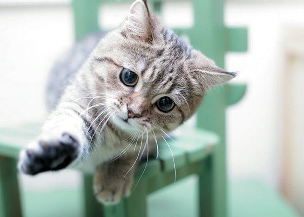 オテをする猫