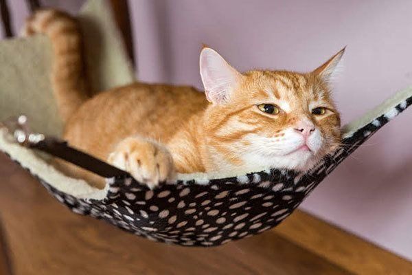 くつろぐ猫