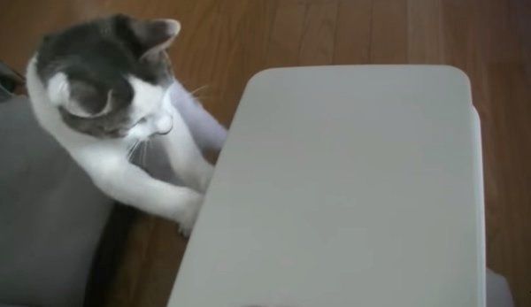 箱が好きな猫
