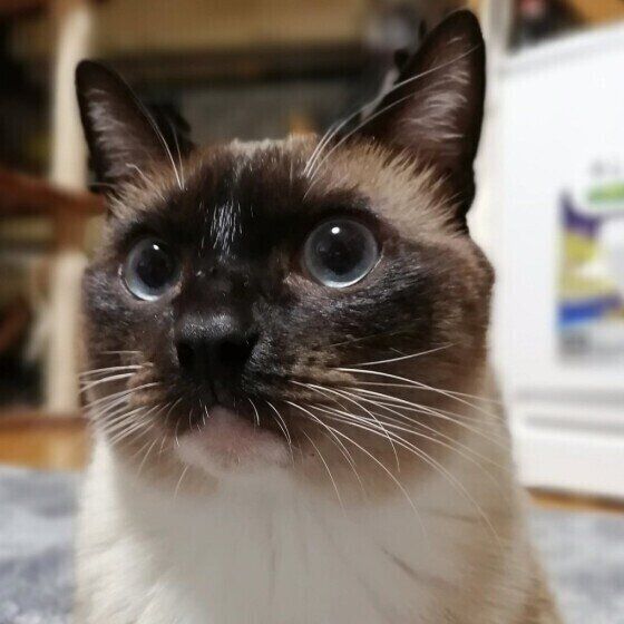 シャムのナツちゃん
