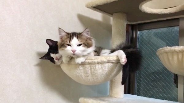 眠る2匹の猫